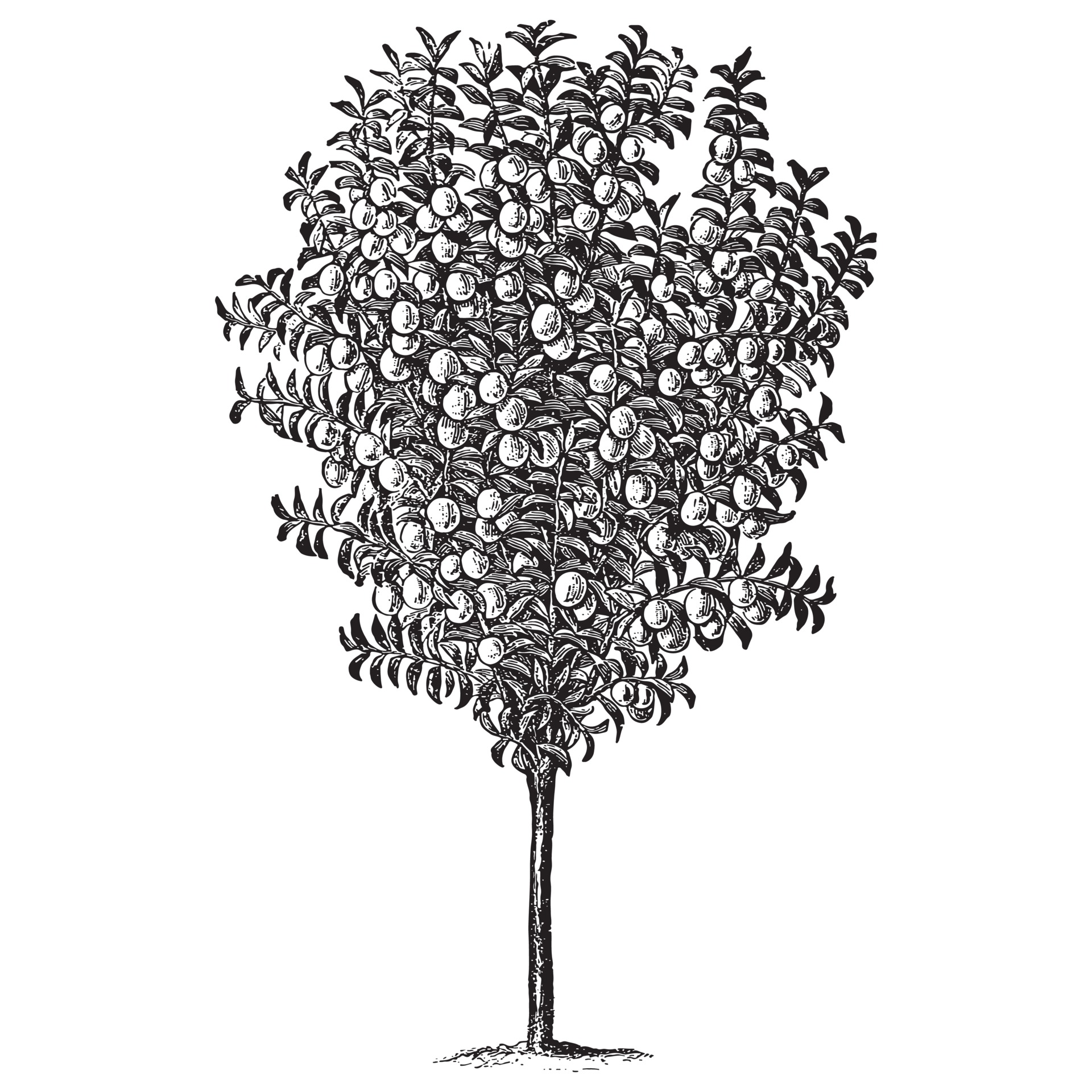 Plum Tree Vintage Illustrations 2085153 Vector Art at Vecteezy