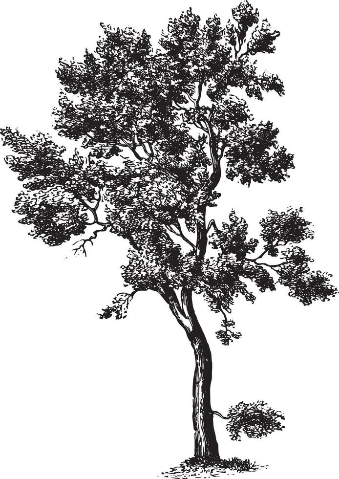 Cork Oak Tree Vintage Illustrations vector