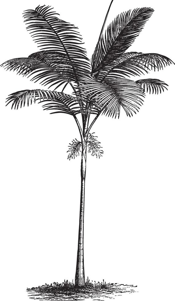 Feather Palm Tree Vintage Illustrations vector