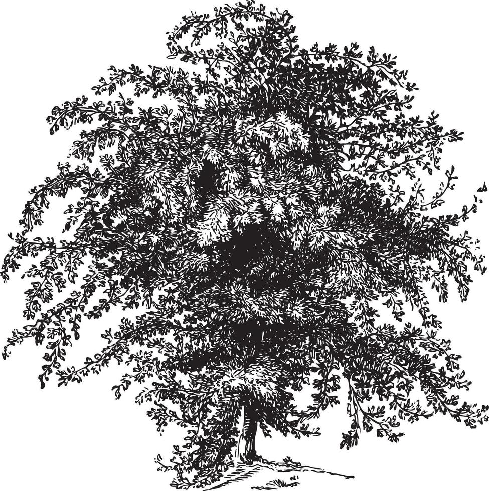 Hawthorn Tree Vintage Illustrations vector