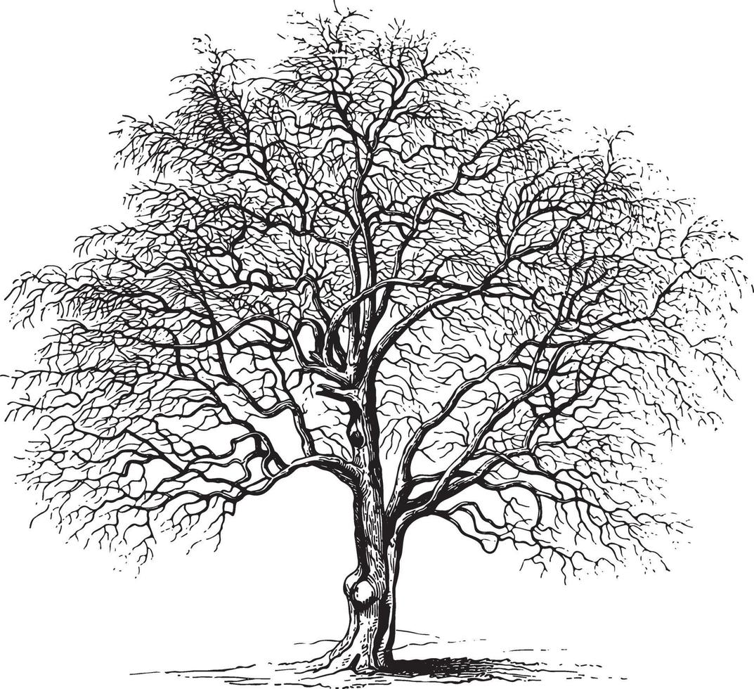Hawthorn Tree Vintage Illustrations vector
