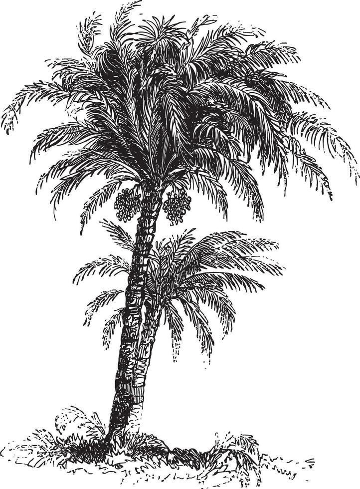 Date Palm Tree Vintage Illustrations vector