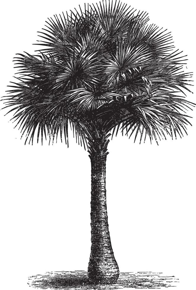 Fan Palm Tree Vintage Illustrations vector