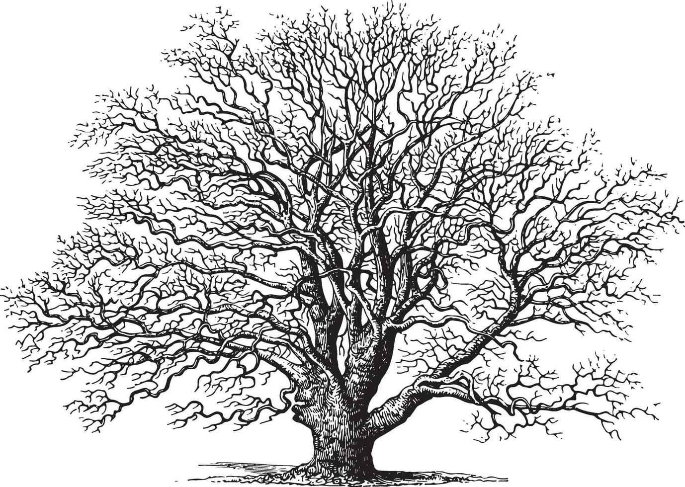 Oak Tree Vintage Illustrations vector