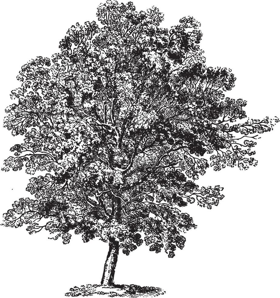 Hornbeam Tree Vintage Illustrations vector