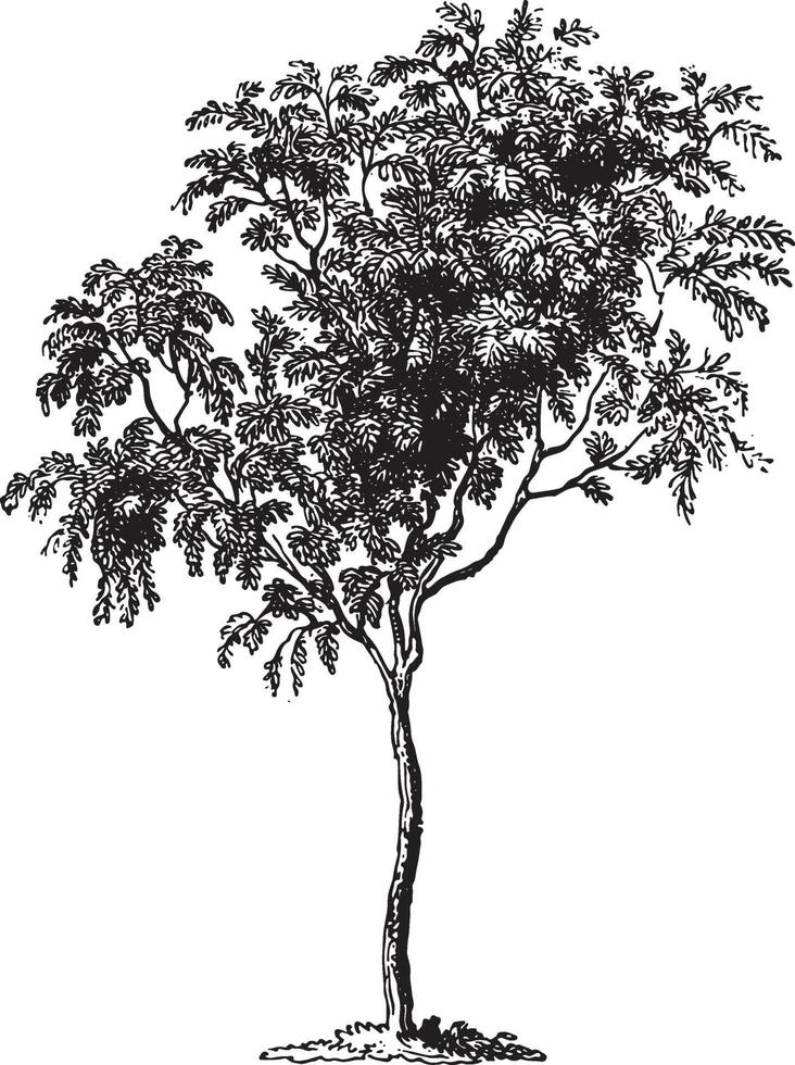 fresno de montaña, árbol, vendimia, ilustraciones vector