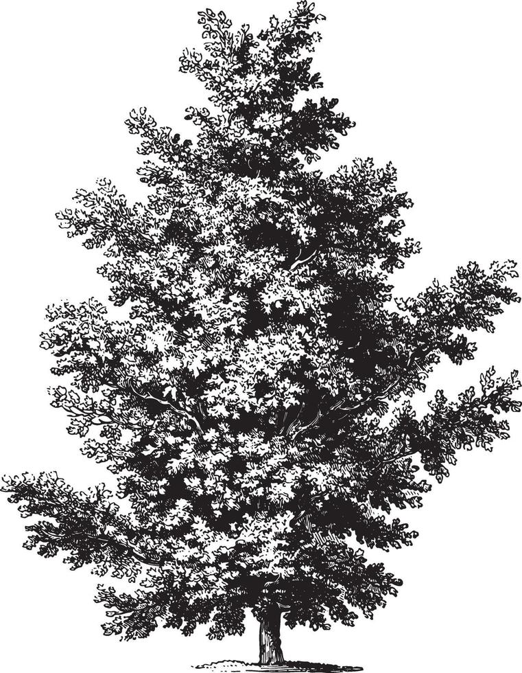 Oak Tree Vintage Illustrations vector