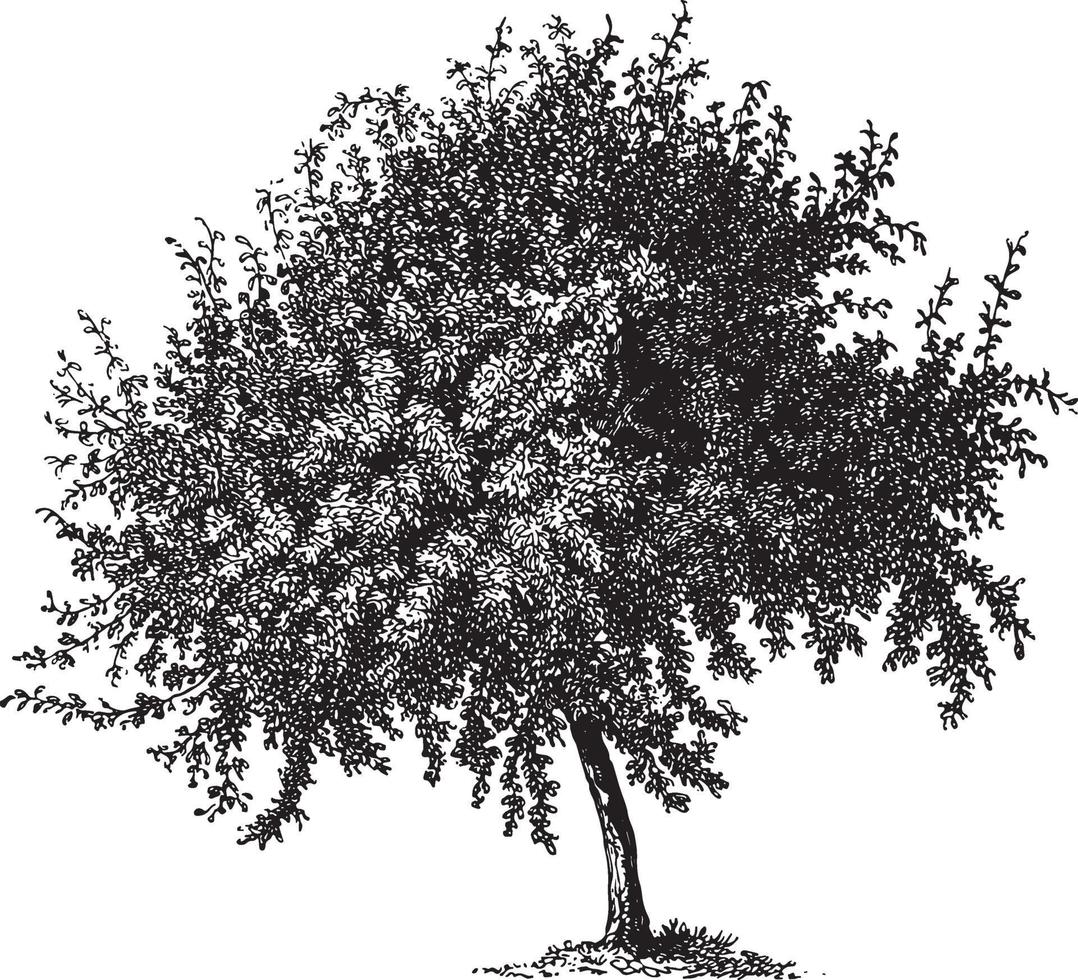 Quince Tree Vintage Illustrations vector