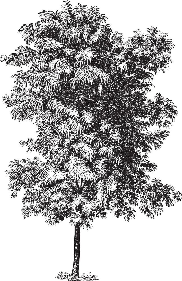 Robinia Pseudoacacia Tree Vintage Illustrations vector