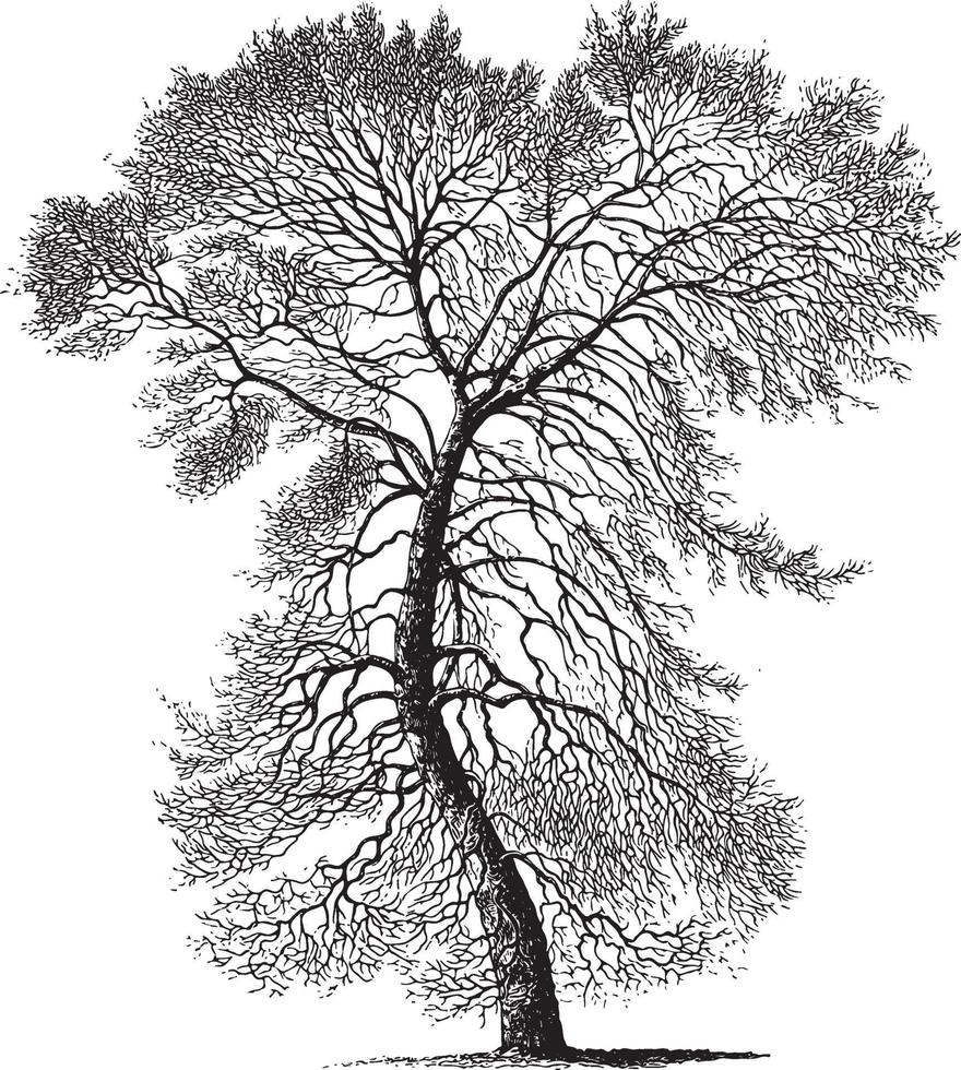 Black Poplar Tree Vintage Illustrations vector