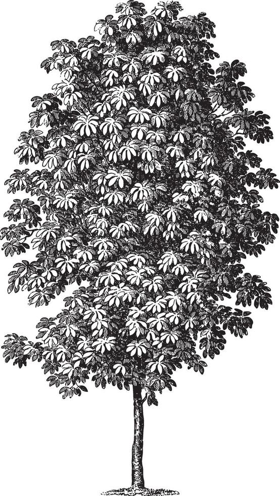 Horse Chestnut Tree Vintage Illustrations vector