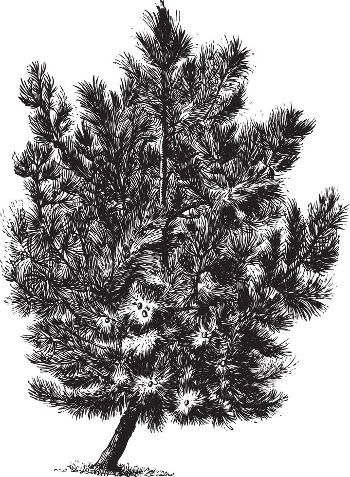 pinaster pine tree vintage ilustraciones vector
