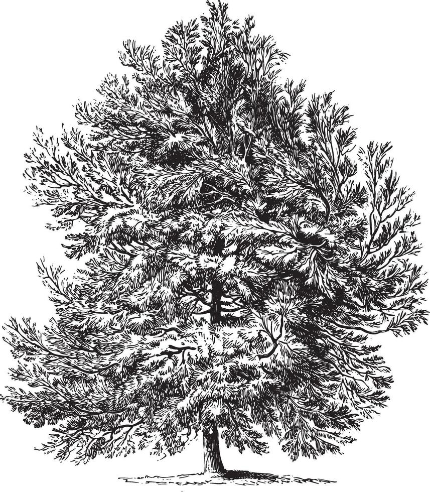 Aleppo Pine Tree Vintage Illustrations vector