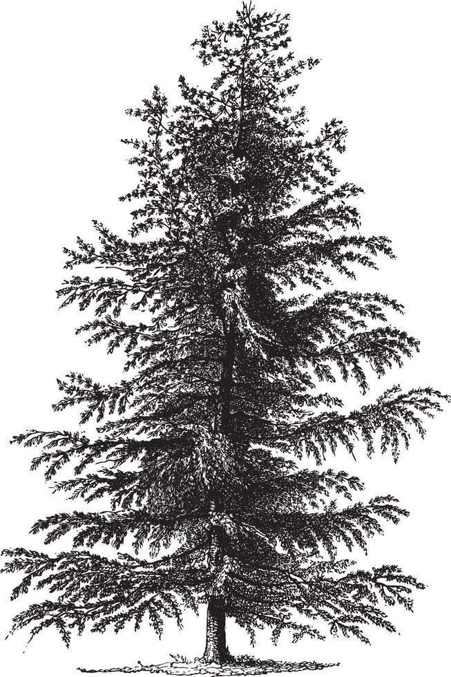 Larch Tree Vintage Illustrations vector