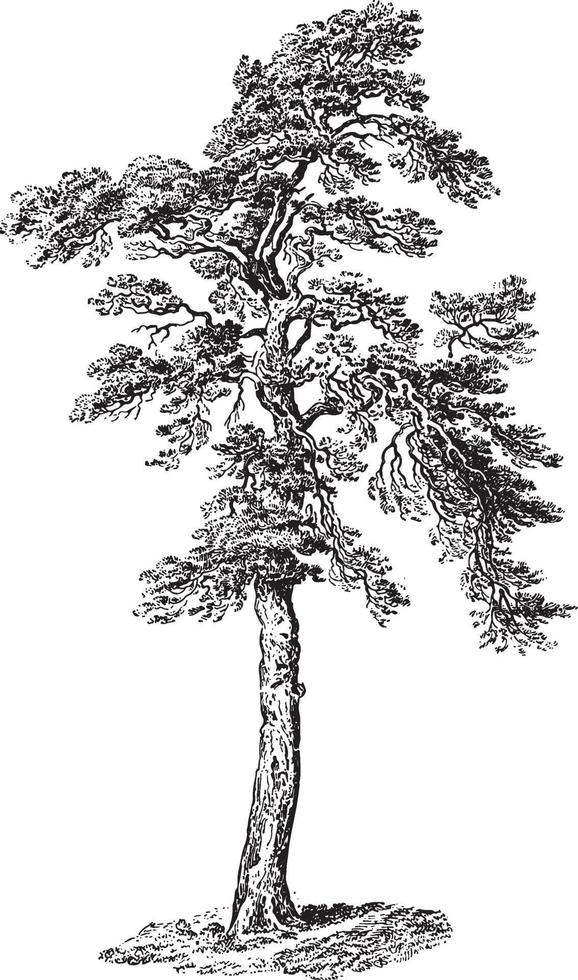 Scots Pine Tree Vintage Illustrations vector