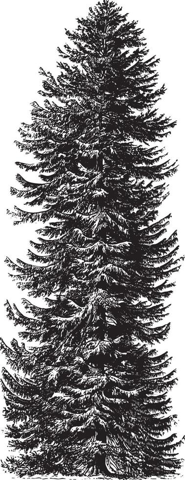 Spruce Tree Vintage Illustrations vector