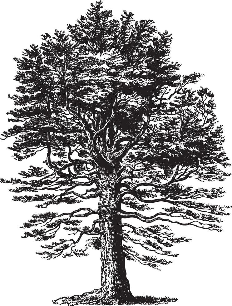 Silver Fir Tree Vintage Illustrations vector