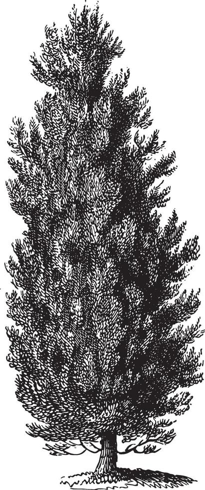 Thuja Tree Vintage Illustrations vector