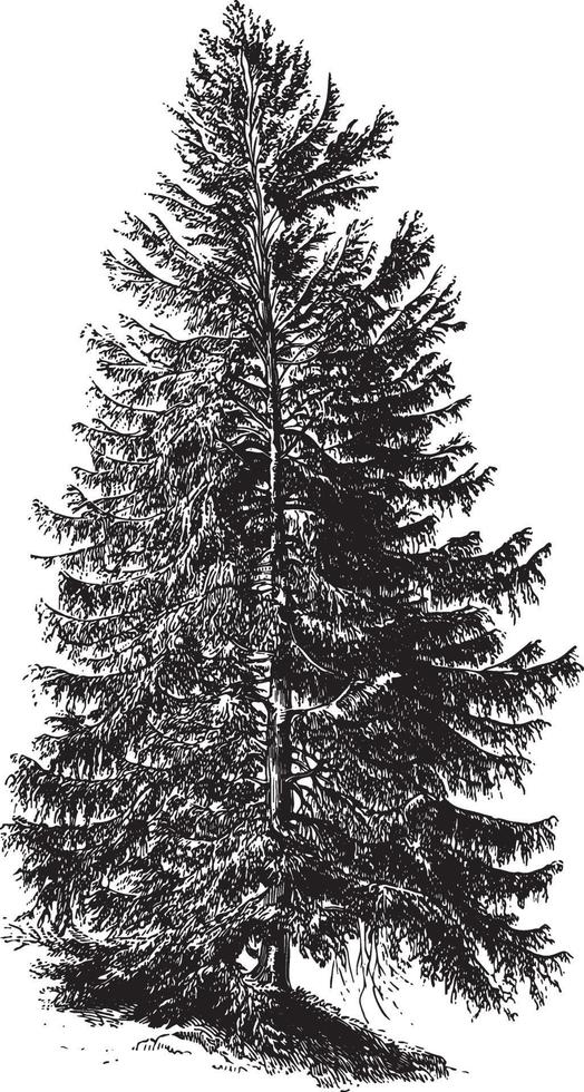 Black Spruce Tree Vintage Illustrations vector