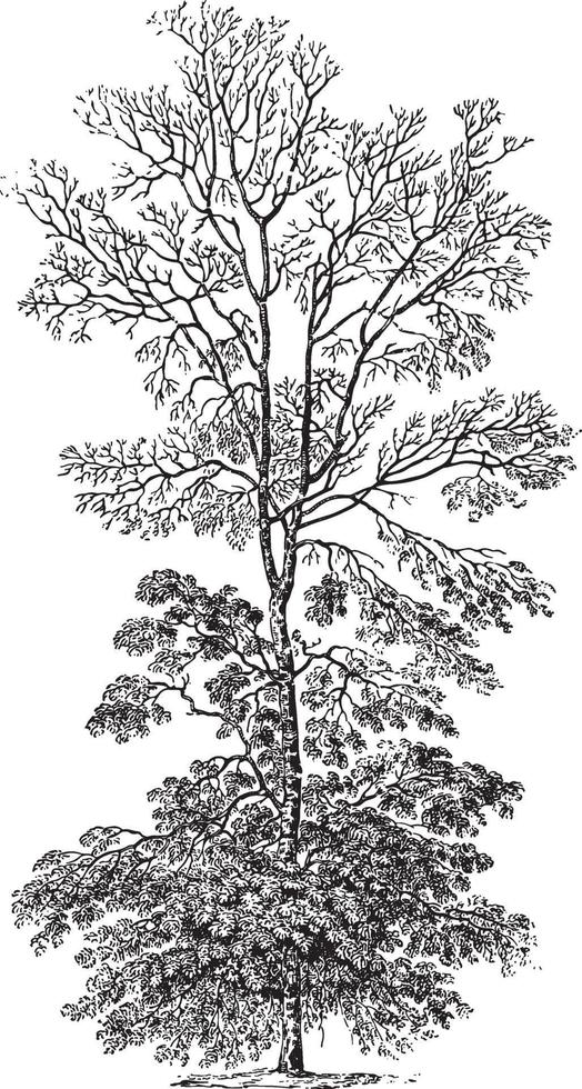 ilustraciones vintage de árbol de nogal blanco vector