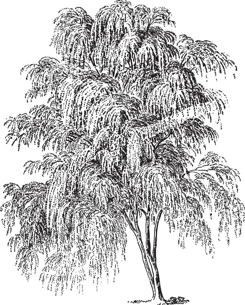 Weeping Willow Tree Vintage Illustrations vector