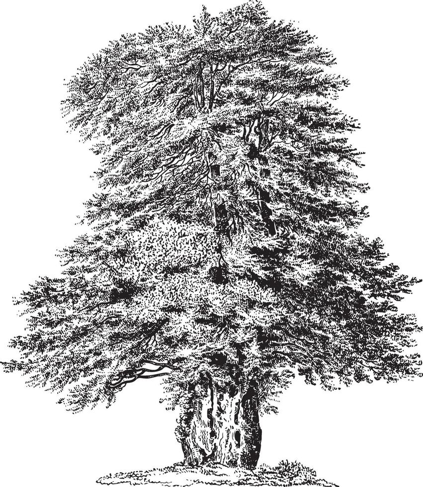 Yew Tree Vintage Illustrations vector