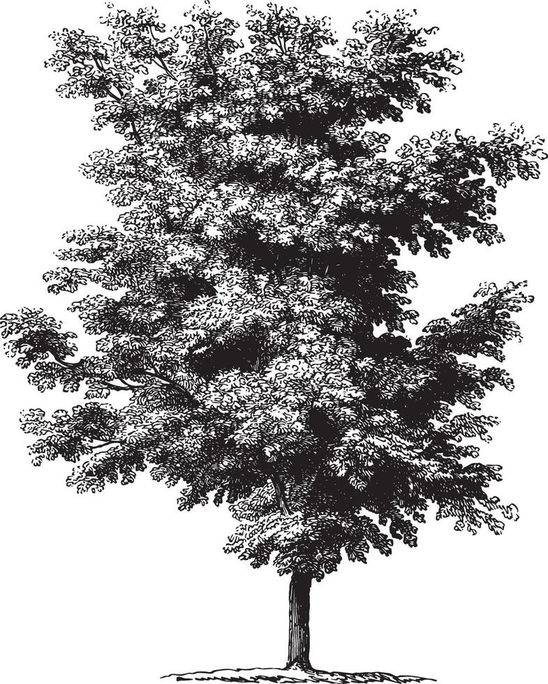 Walnut Tree Vintage Illustrations vector