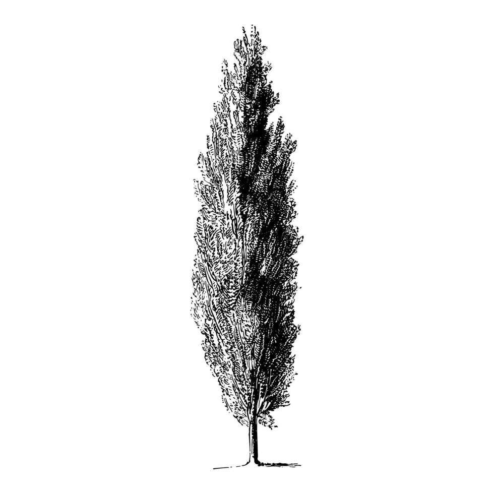 Cypress Tree Vintage Illustrations vector