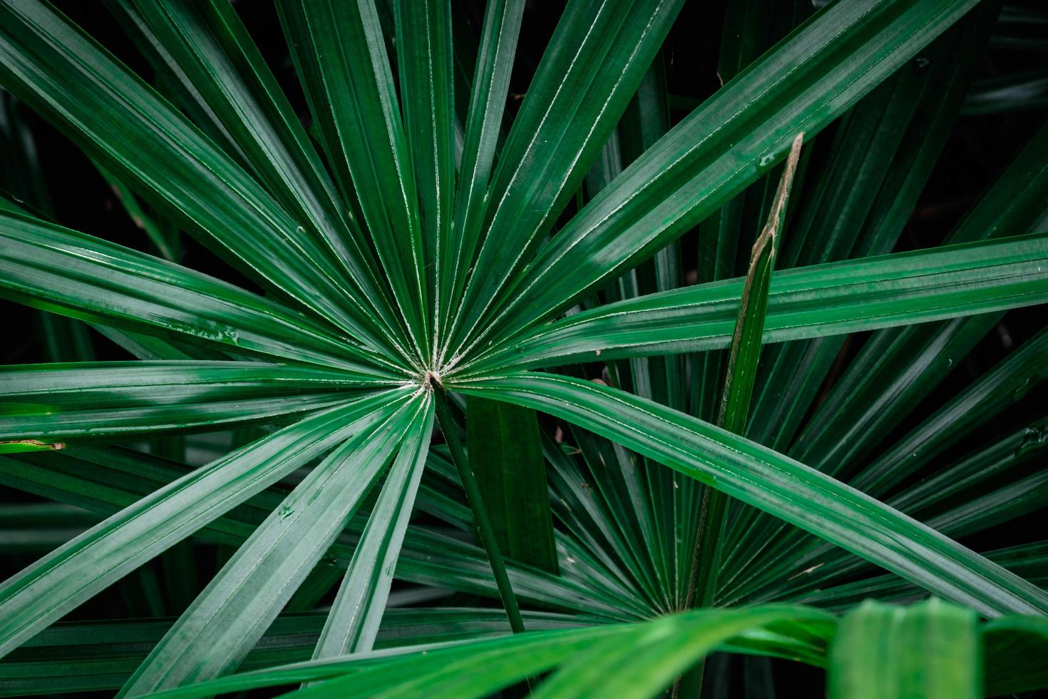 hojas de palma verde foto