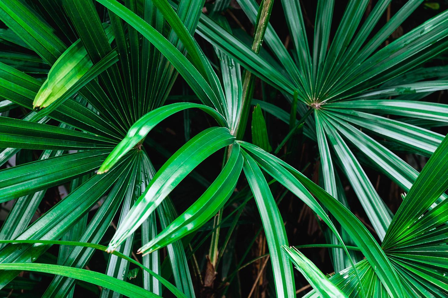 Green palm leaves photo