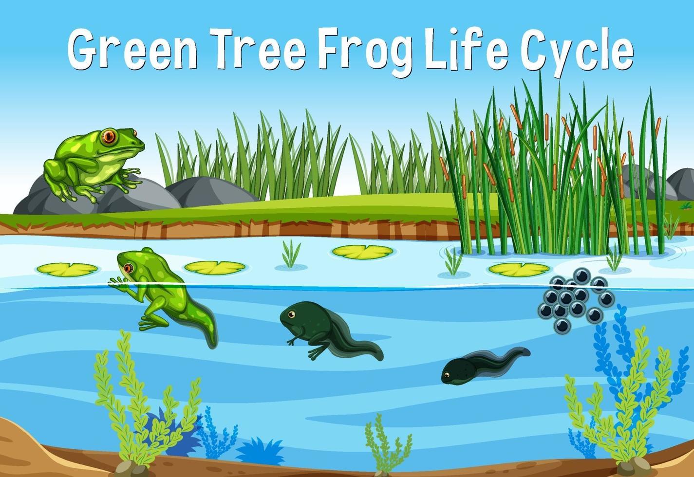 Green Tree Frog Life Cycle vector