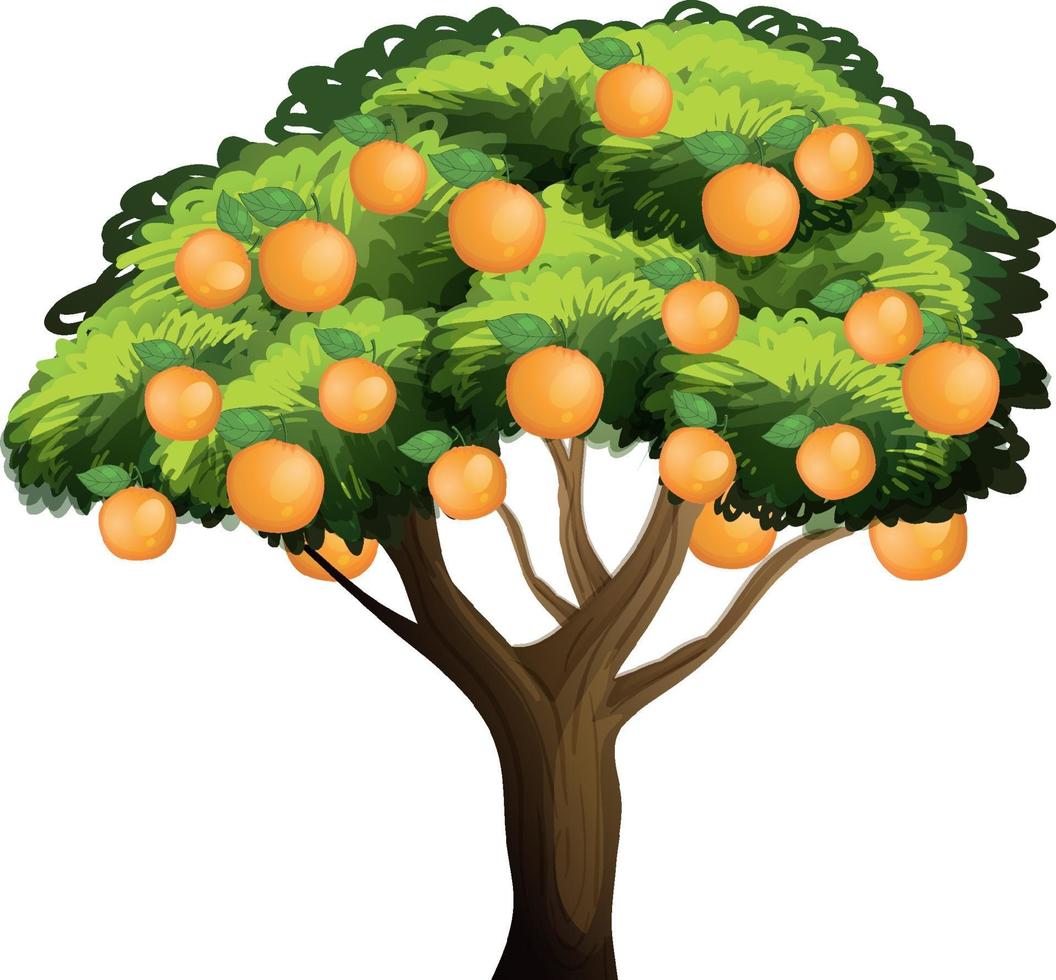 Orange tree isolated on white background vector