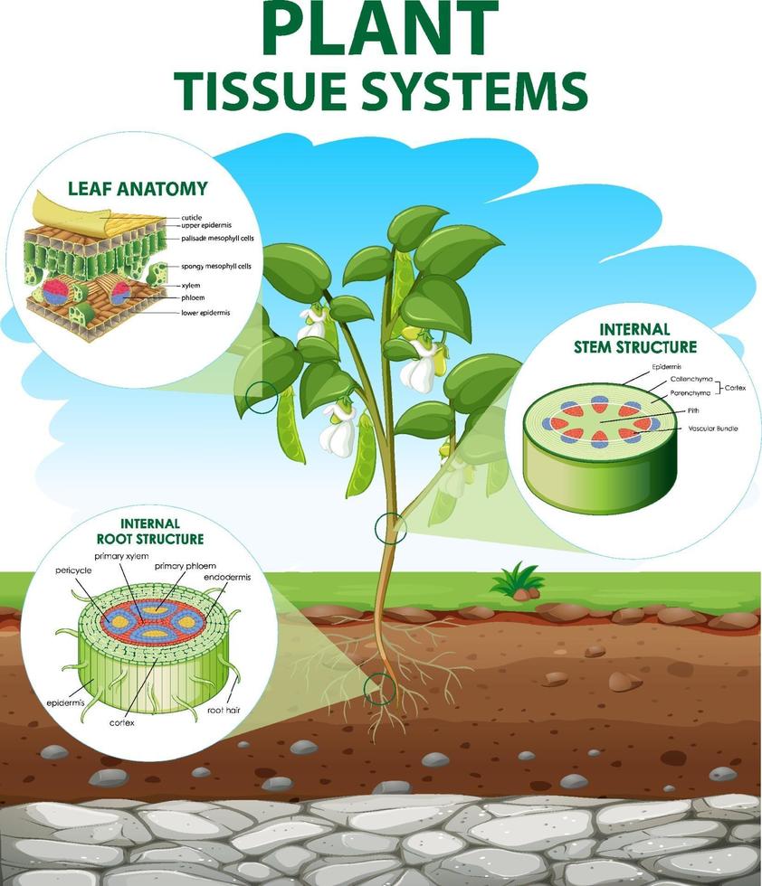 Diagram showing Plant Tissue Systems vector