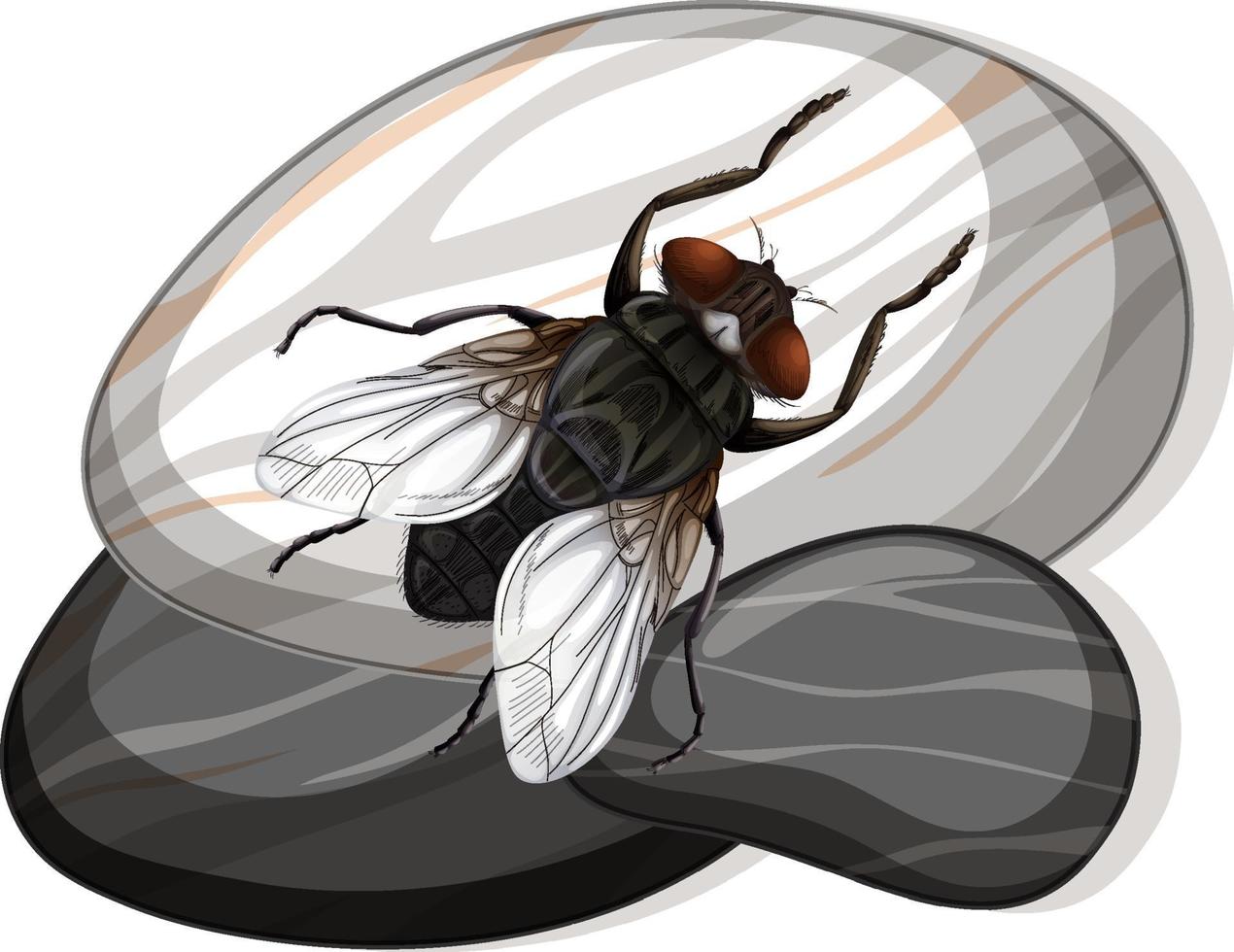 Top view of house fly on a stone on white background vector