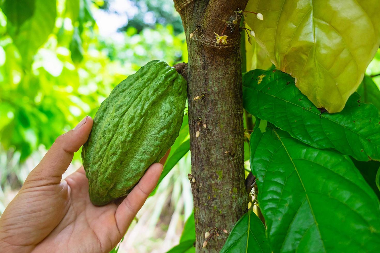 fruta de cacao en una rama de árbol foto