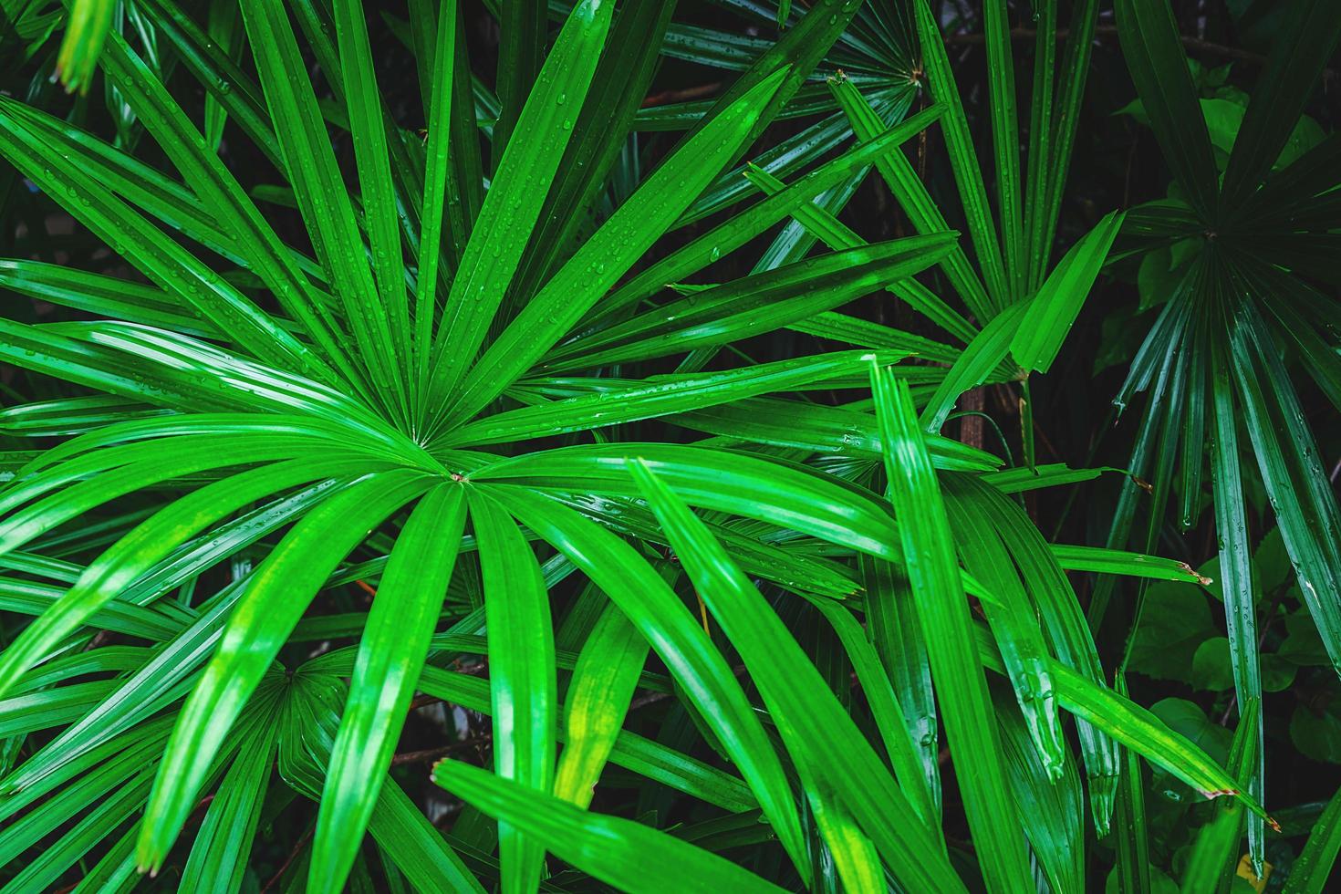 Close-up of green palm leaves photo