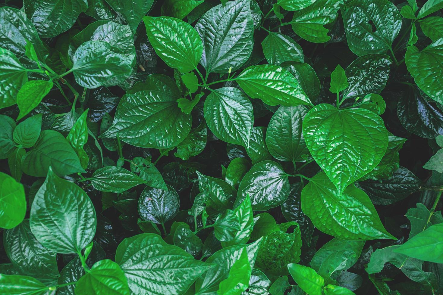 Detail of green leaves photo