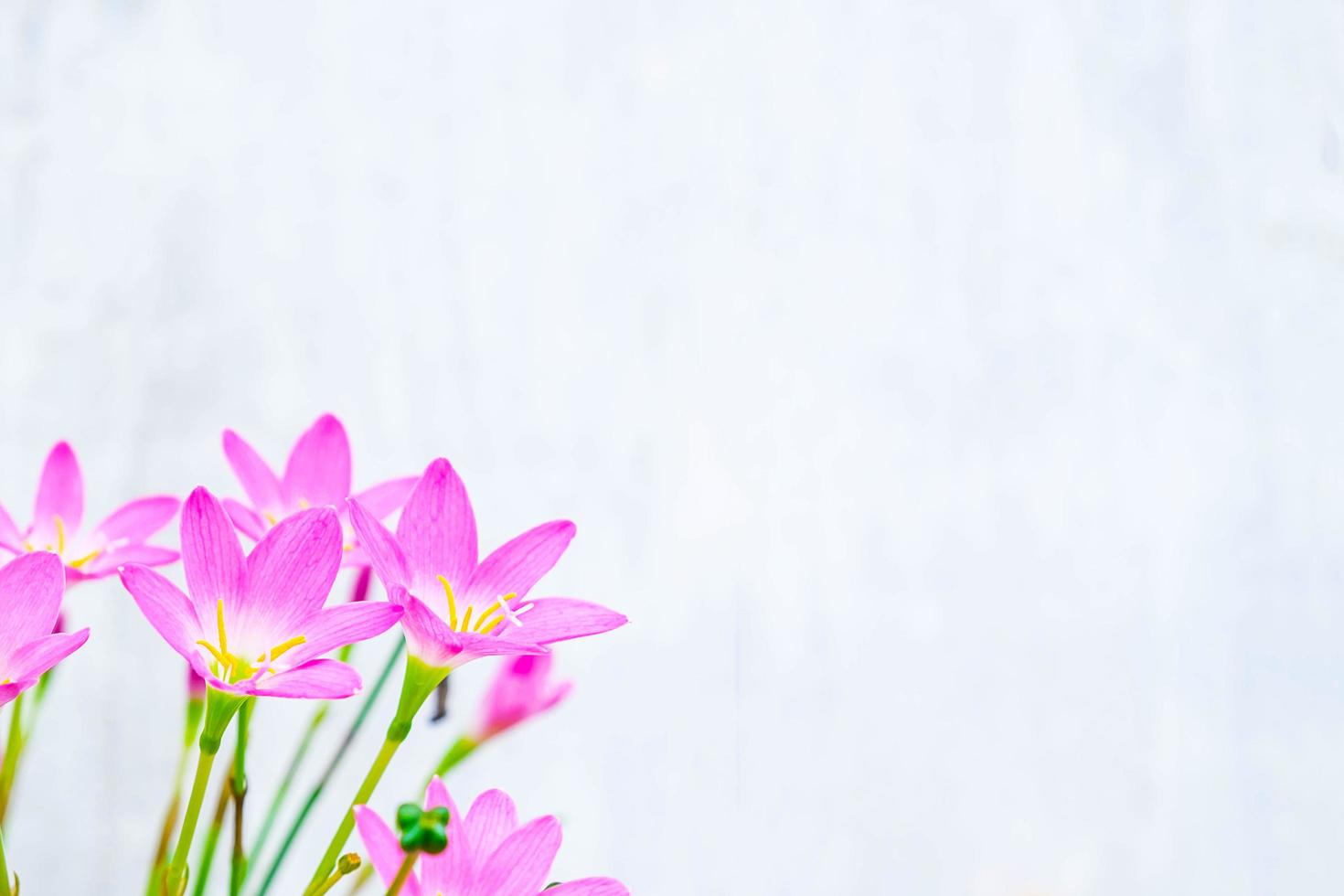 Pink and purple flowers next to a blue wall photo