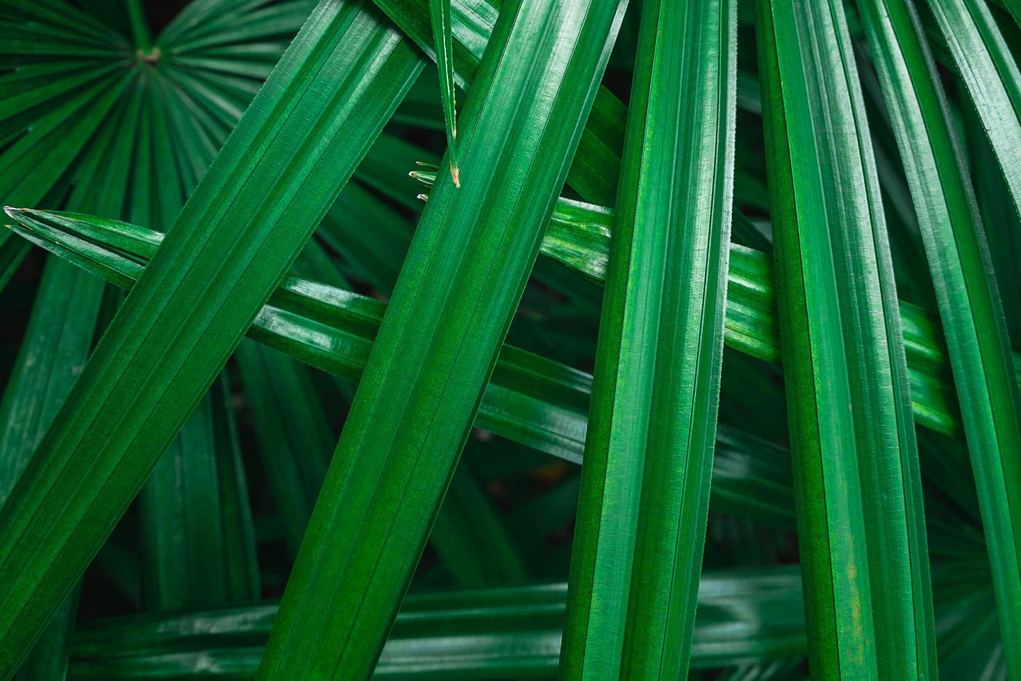 Close-up of green palm leaves photo