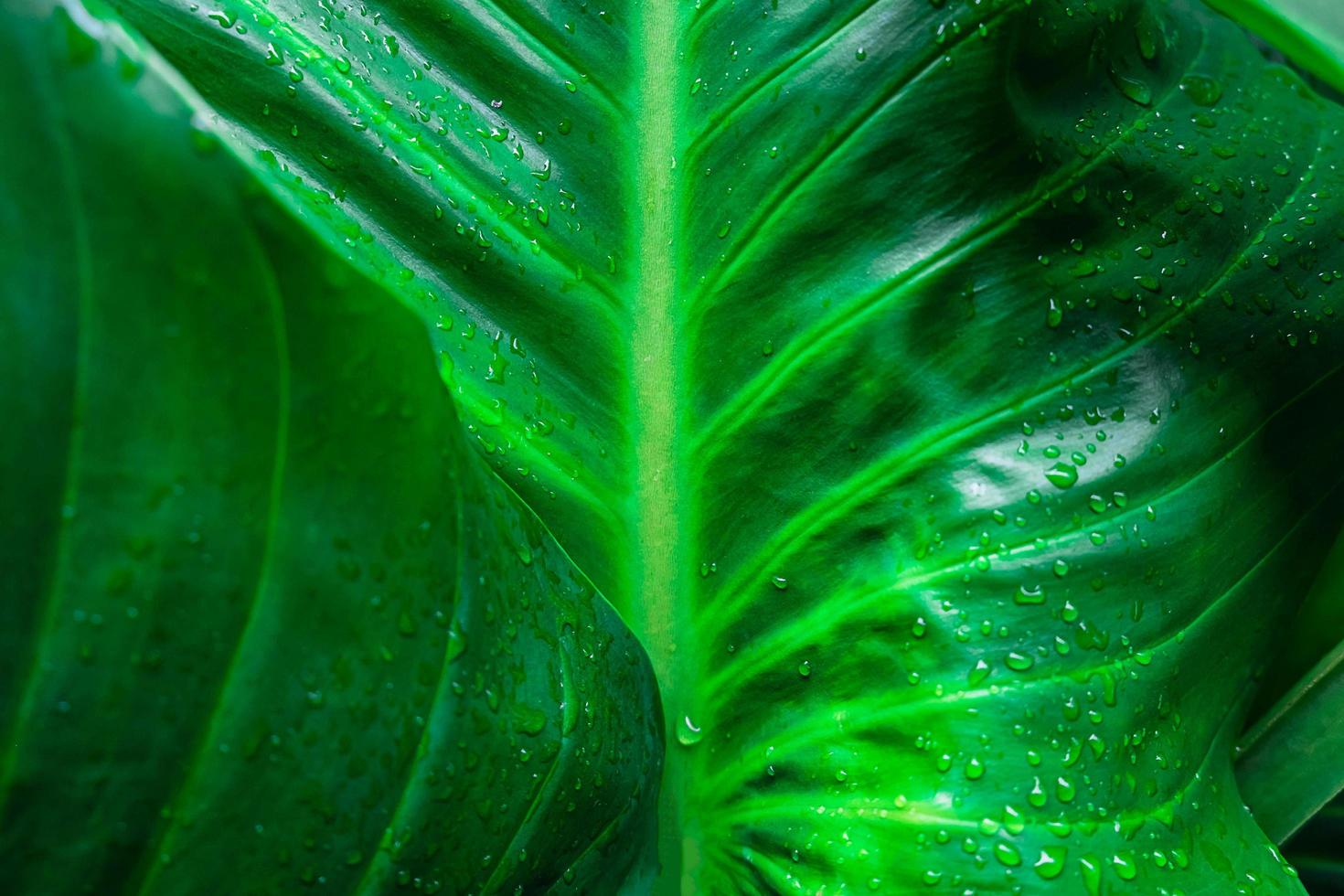 Detail of green leaves photo