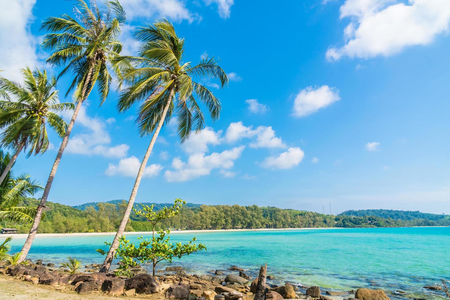 Coconut palm trees on the beach photo