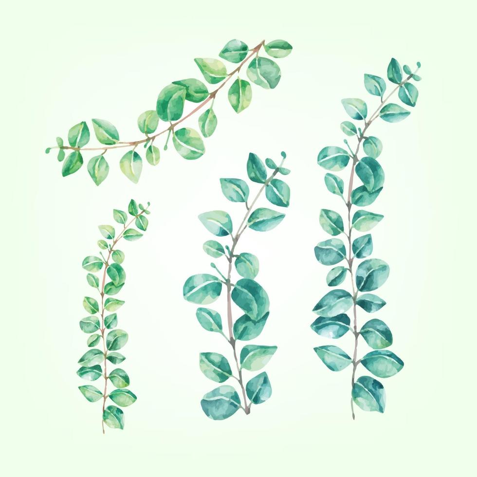 set tree plant leaf eucalyptus watercolor vector