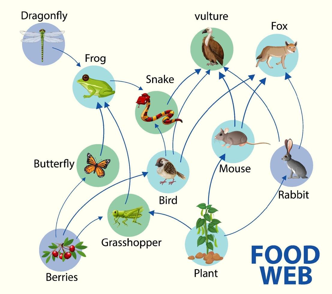 Food chain diagram concept vector