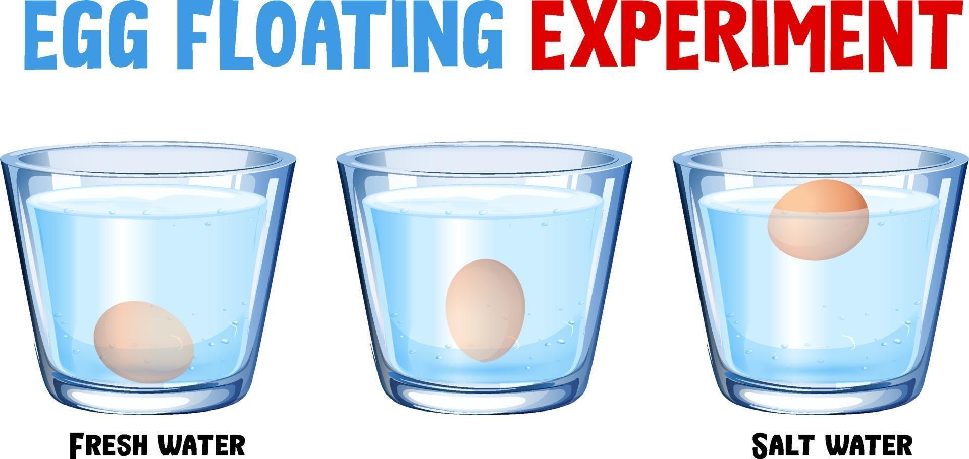 Science experiment with egg float test vector