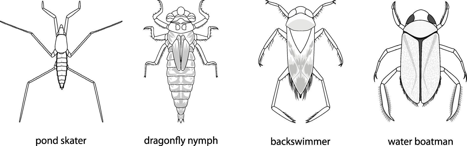 Conjunto de diferentes tipos de insectos y escarabajos con nombre. vector