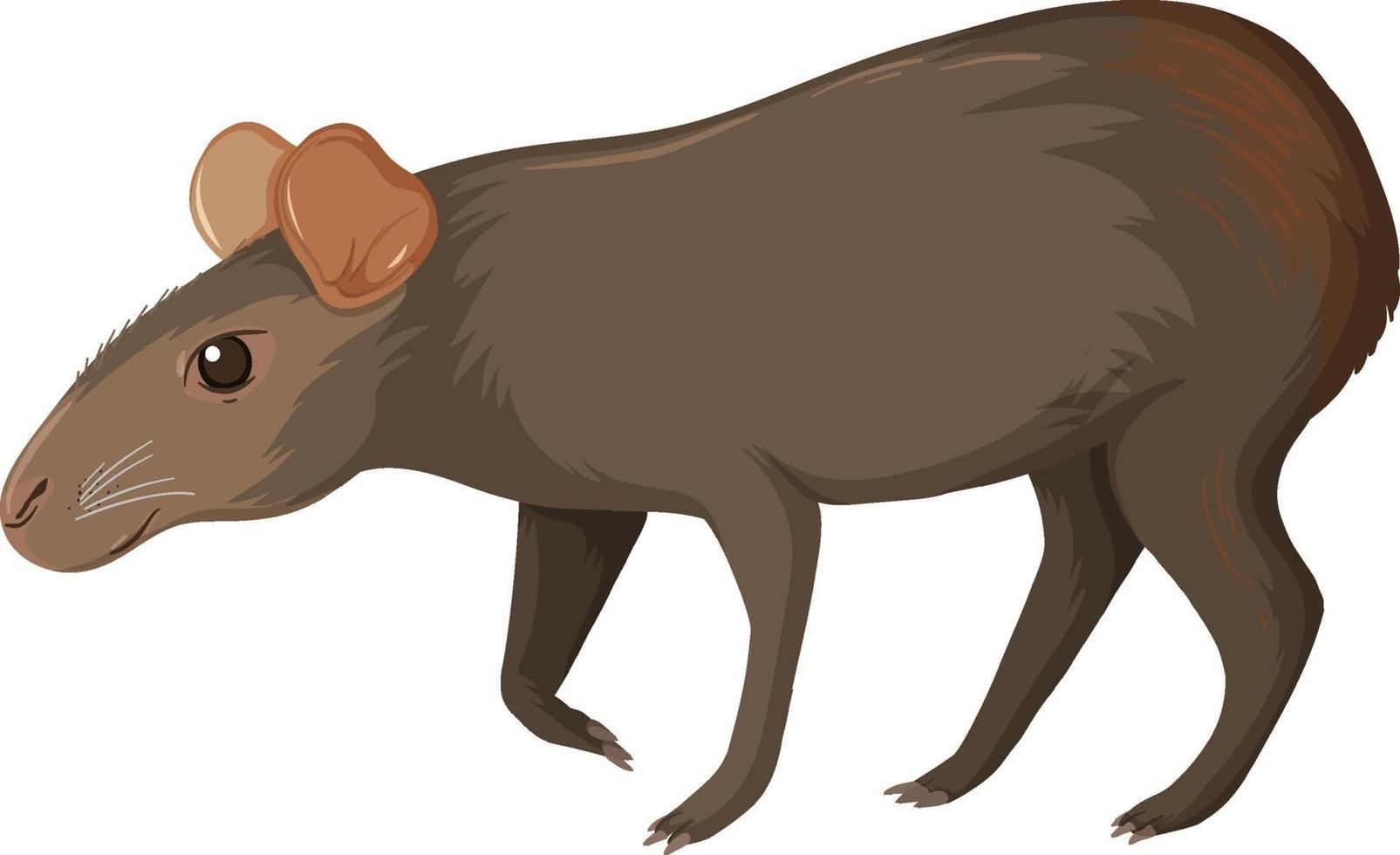 Capybara wild animal on white background vector