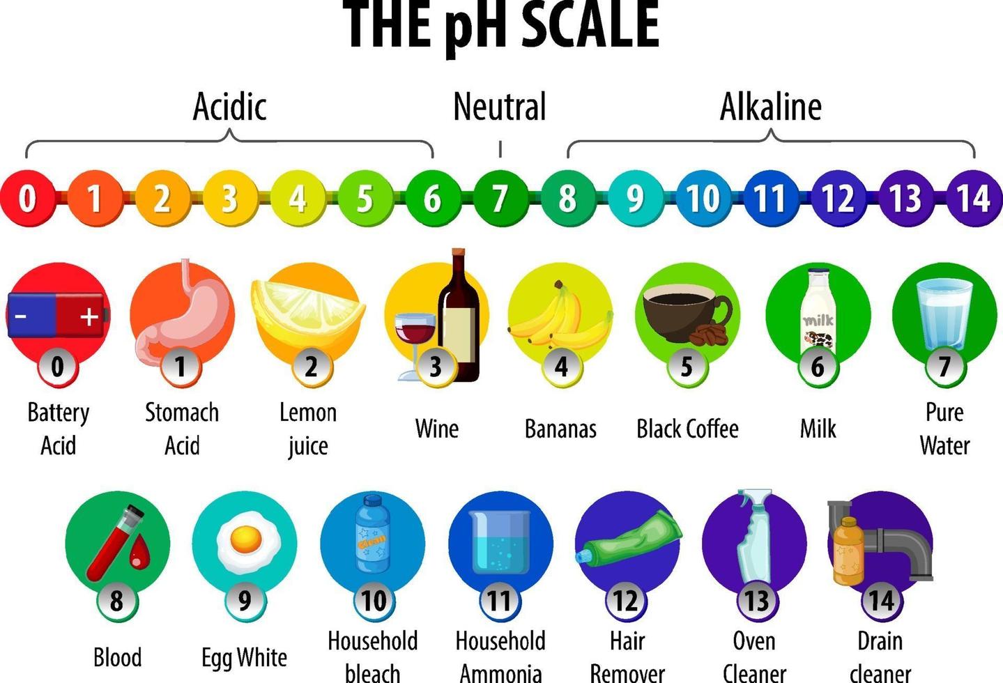 The pH Scale diagram on white background vector