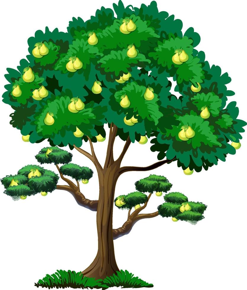 Árbol frutal de pera aislado sobre fondo blanco. vector