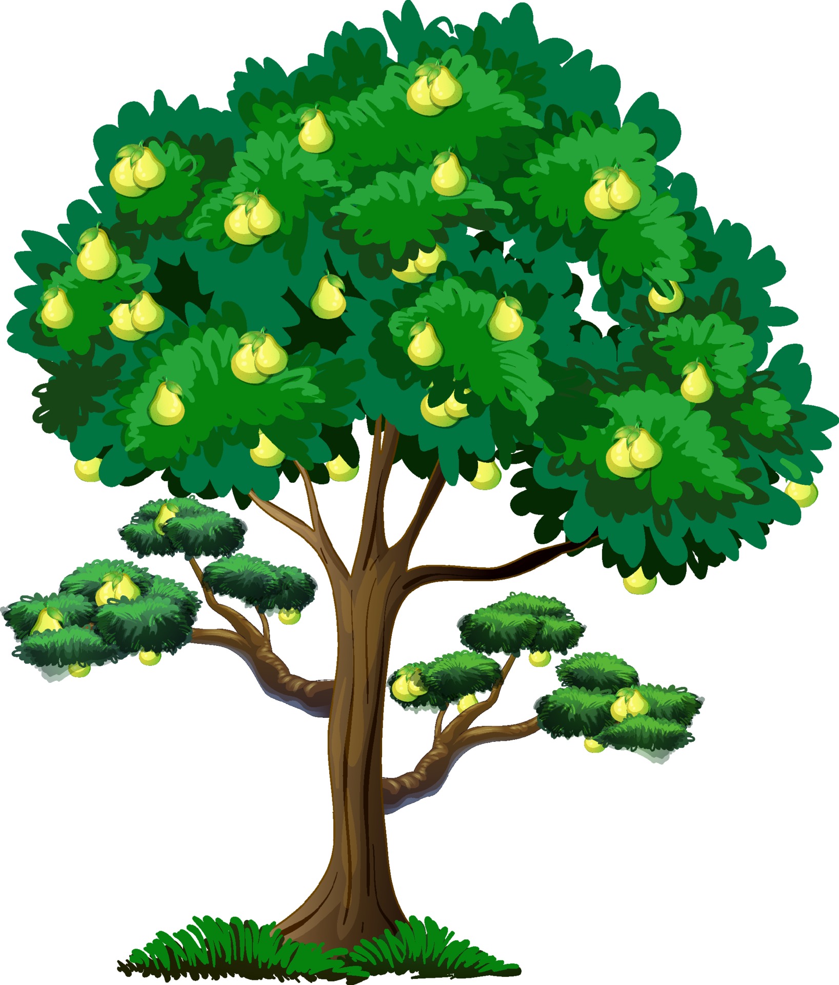 Pear fruit tree isolated on white background 2088397 Vector Art at Vecteezy