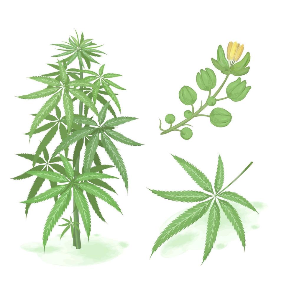 acuarela de vector de cannabis